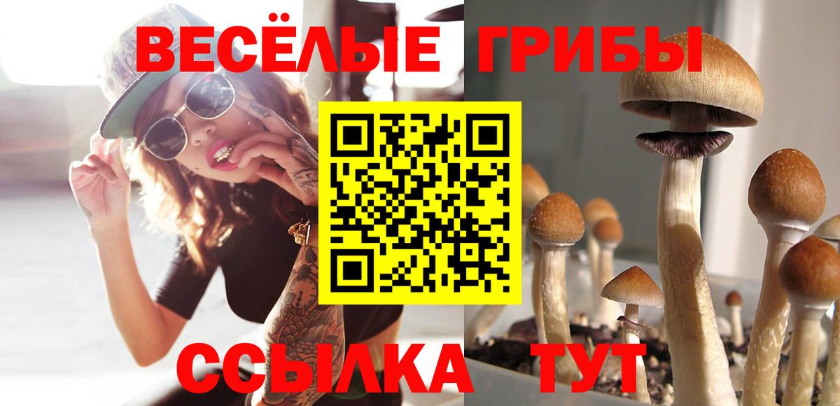Псилоцибиновые грибы Psilocybe Алексеевка
